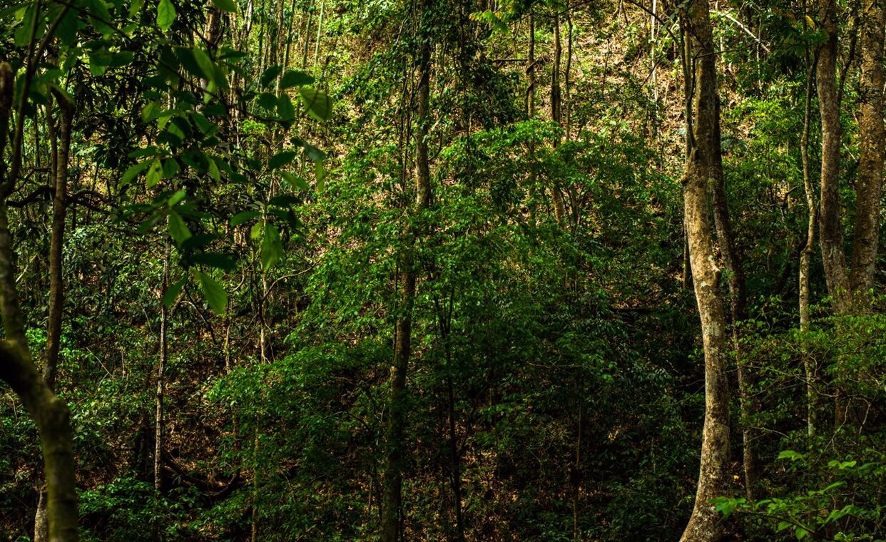 Xishuangbanna tropical rainforest with towering trees and layered greenery